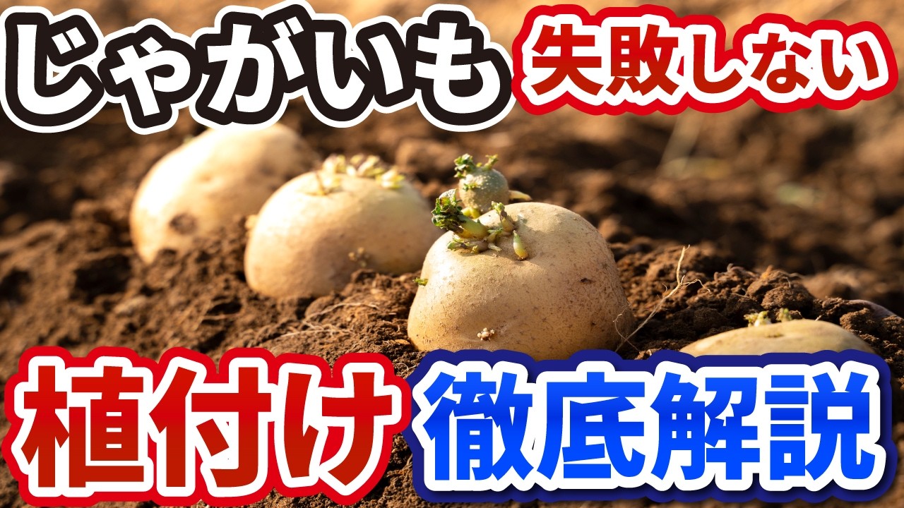【初心者必見】失敗しないジャガイモの植え方！芽出しから元肥まで徹底解説