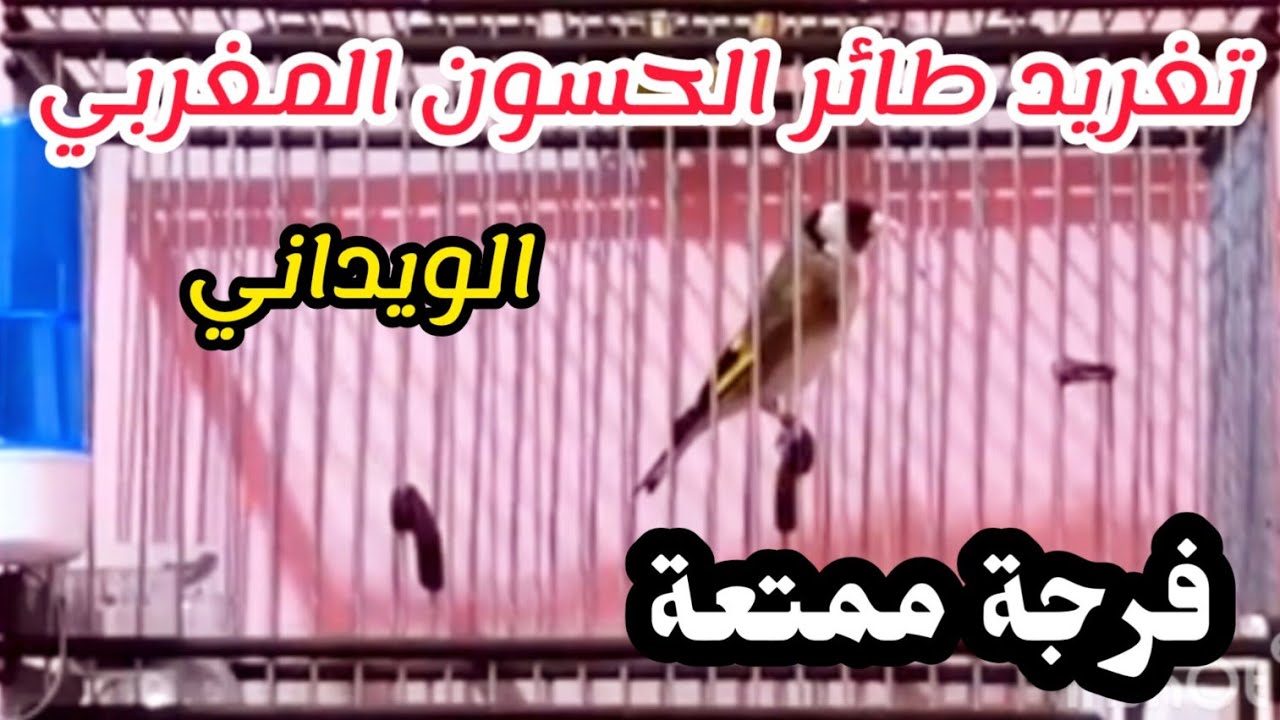 تغريد طائر الحسون المغربي 🇲🇦تغريدة ويدانية طائر اللهم بارك قمة في الأداء فرجة ممتعة
