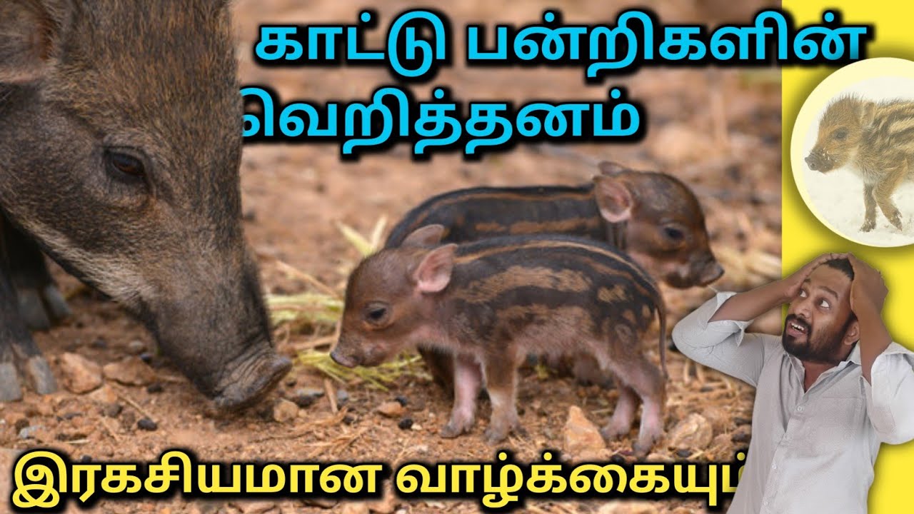 காட்டு பன்றிகளின் மறைமுகமான வாழ்க்கை - Wild boar facts and Life - Anbulla Sahotharan 