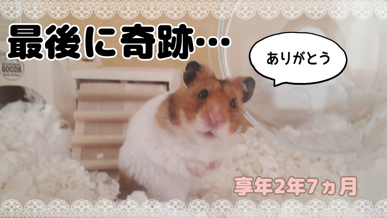 長寿ハムスターの長生きの秘訣