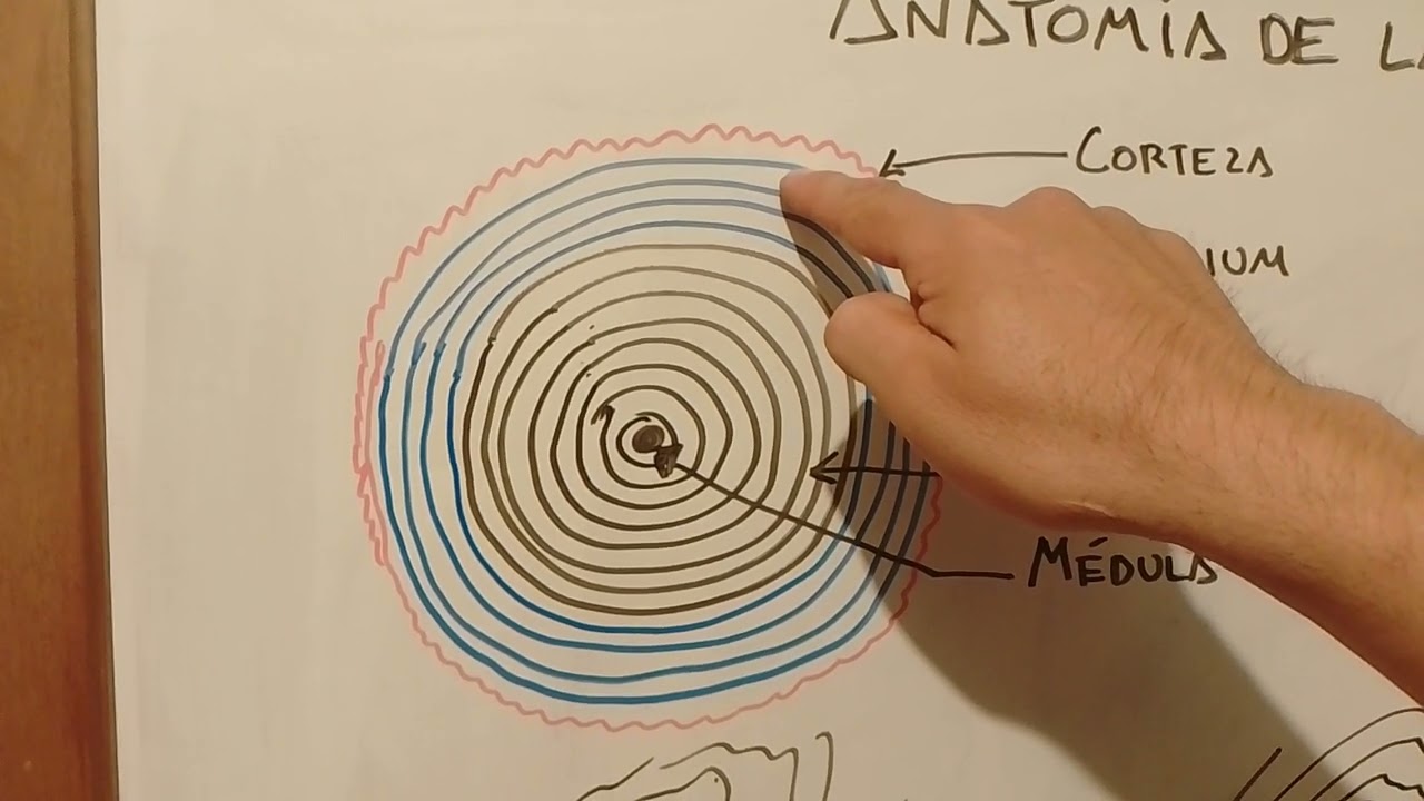 MADERAS 016: Anatomía de la madera para Carpinteros y Ebanistas