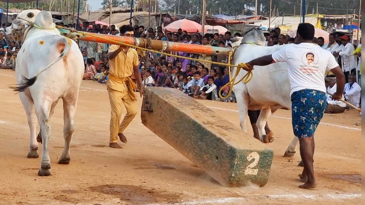 🥈ఉత్తనూరు 6 పళ్ళ విభాగం బండలాగుడు పోటీలు 11వ జత BLK బుల్స్ శశాంక్ శ్రేయ వెంకటగిరి గ్రామం కోడుమూరు-ox