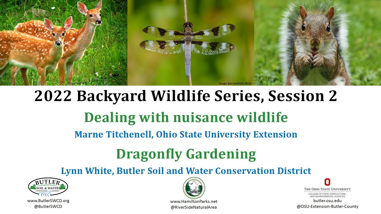 Backyard Wildlife Series #2: Dealing with nuisance wildlife and dragonfly gardening