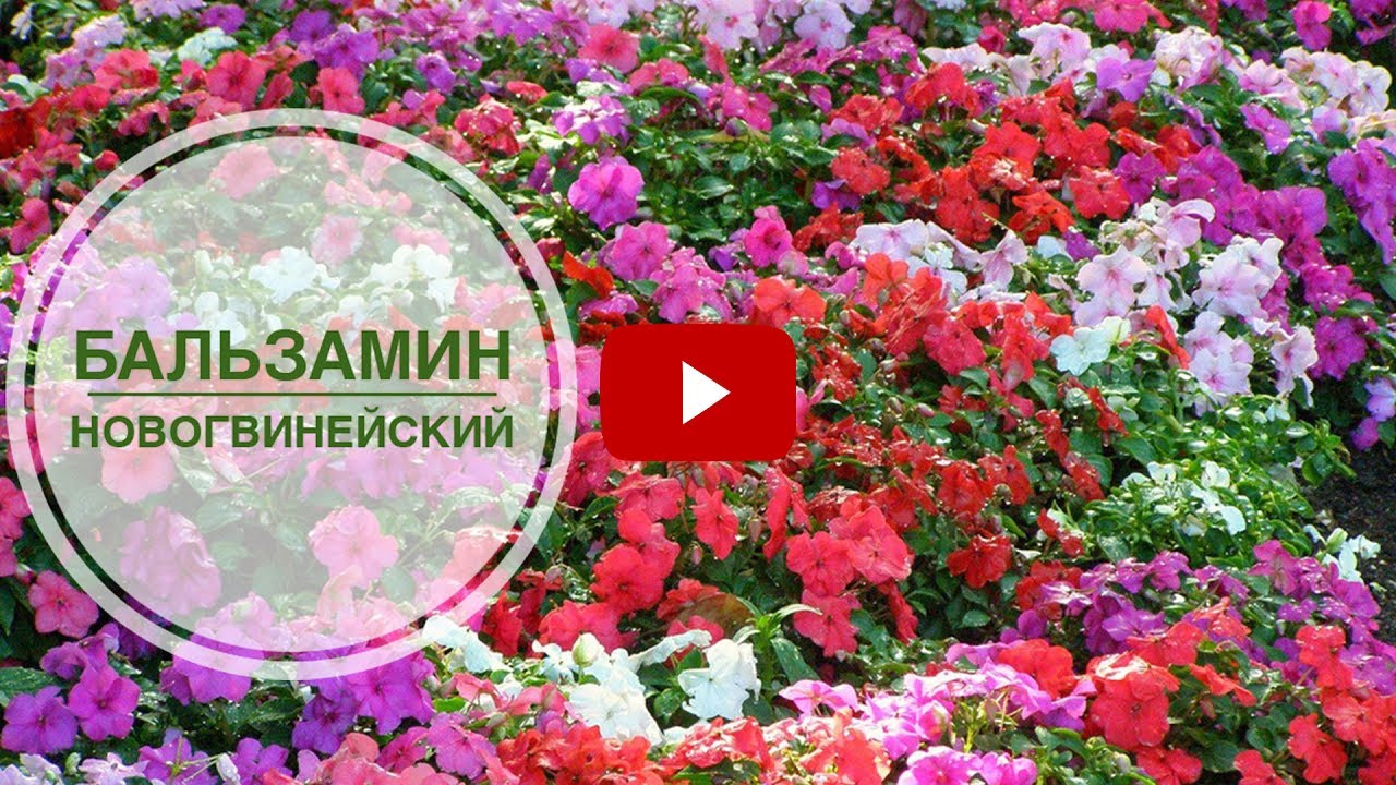 Бальзамин новогвинейский ➡ Особенности выращивания и ухода 🌺 Советы цветоводу от hitsadTV