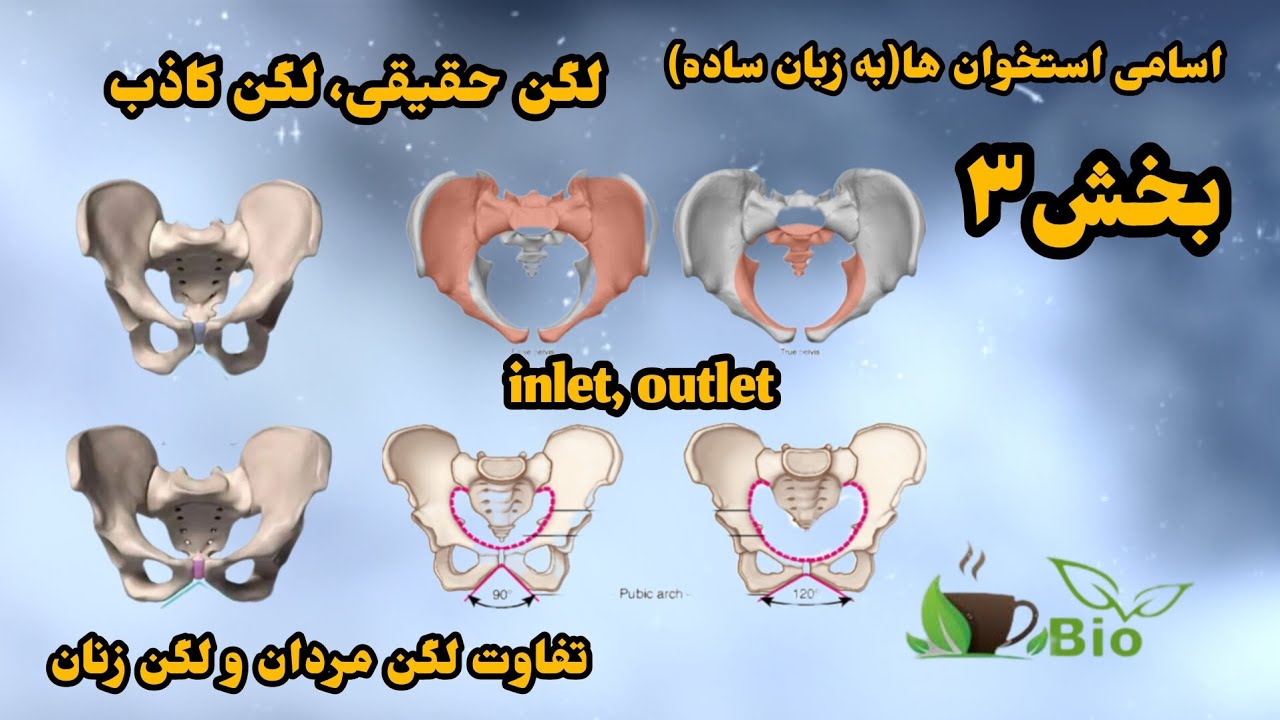 لگن، تفاوت لگن مردان و لگن زنان، لگن حقیقی و لگن کاذب، inlet, outlet,
