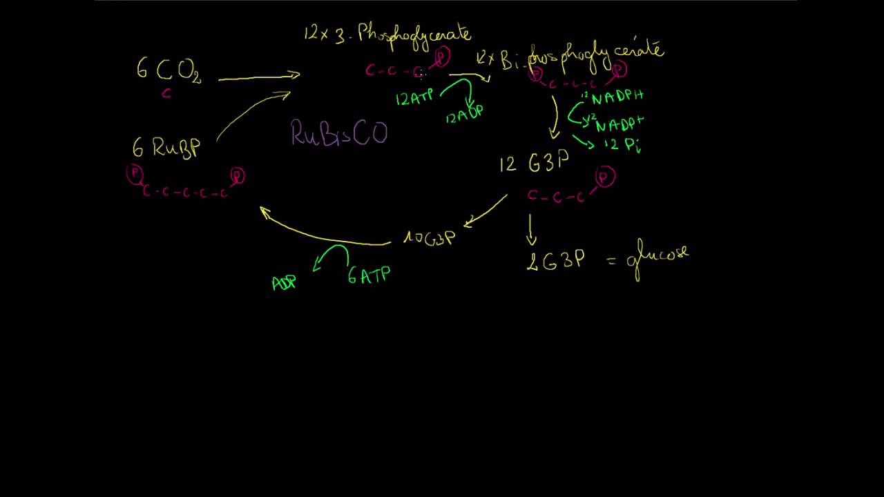 Photorespiration