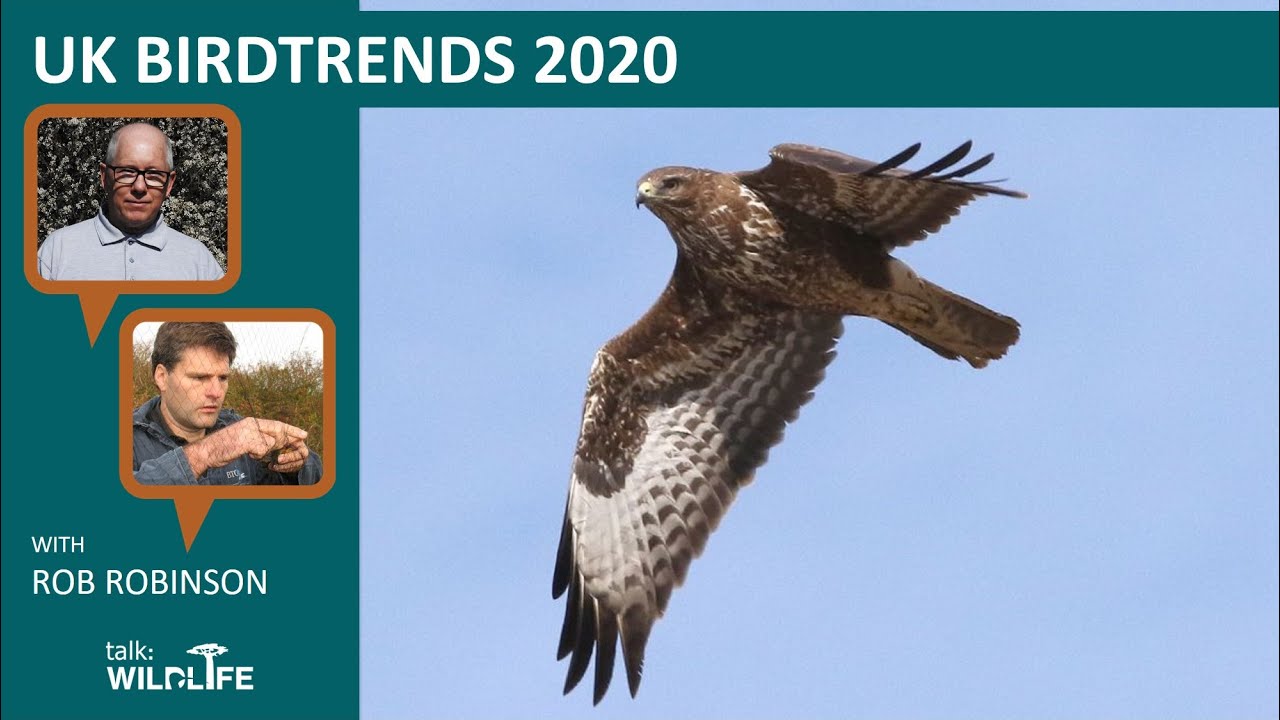UK BirdTrends 2020