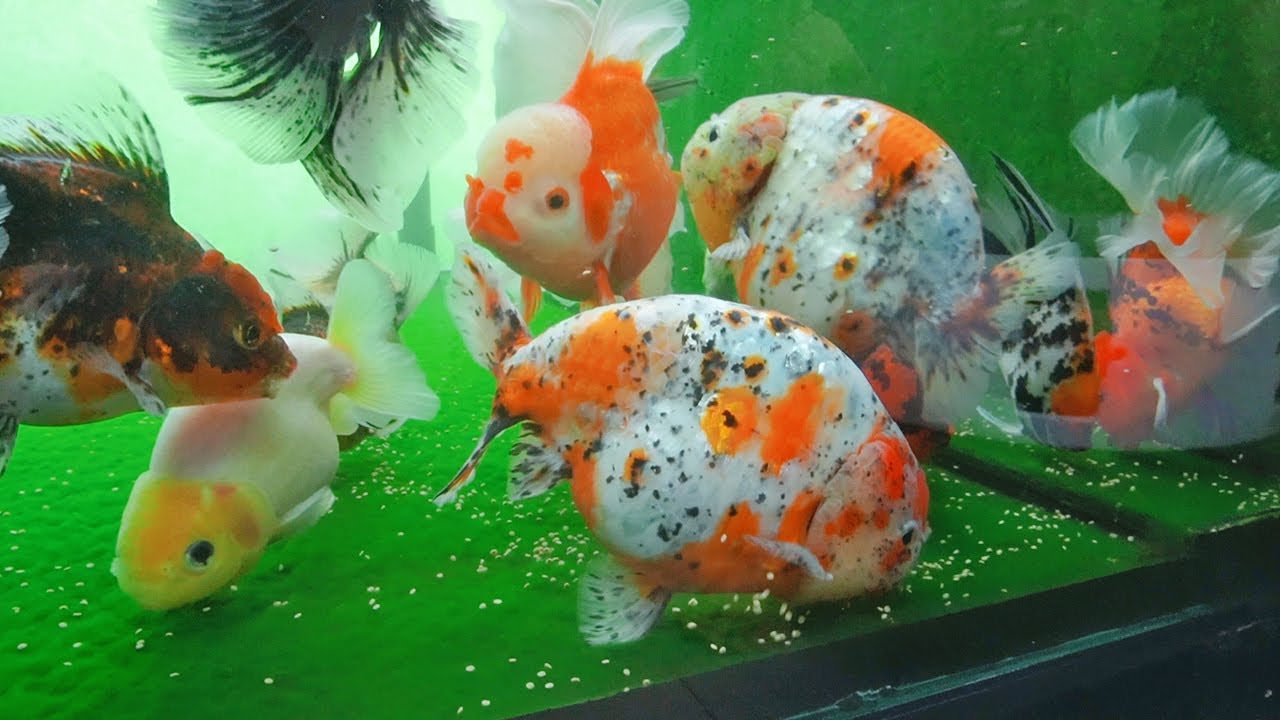 Leo 6 tầng lầu để xem HỒ CÁ VÀNG cực kỳ CHILL trên sân thượng và CÁI KẾT bất ngờ 