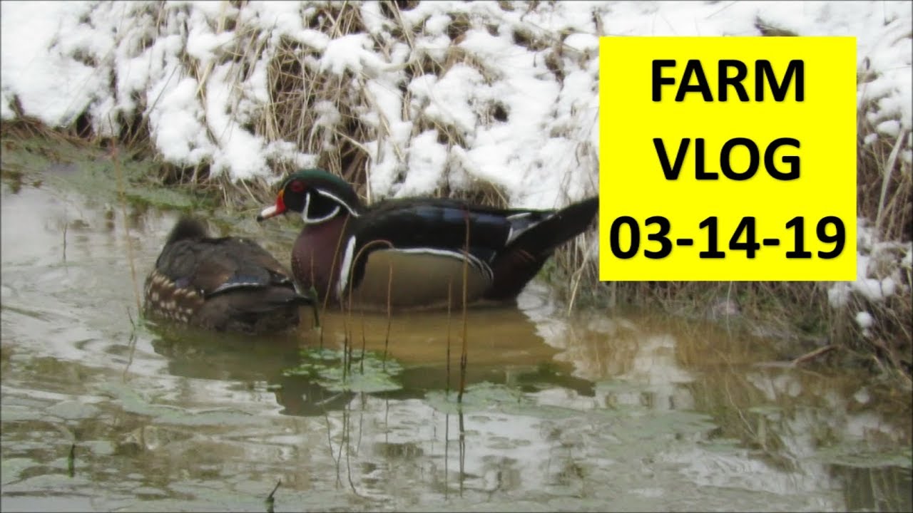 Farm Vlog Kapper Outdoors country living 03-14-19