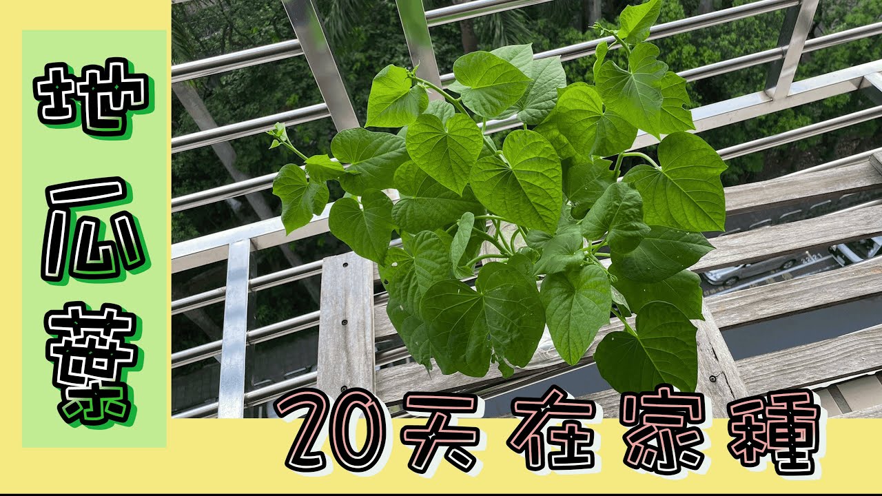 地瓜葉水耕法，20天在家種!!