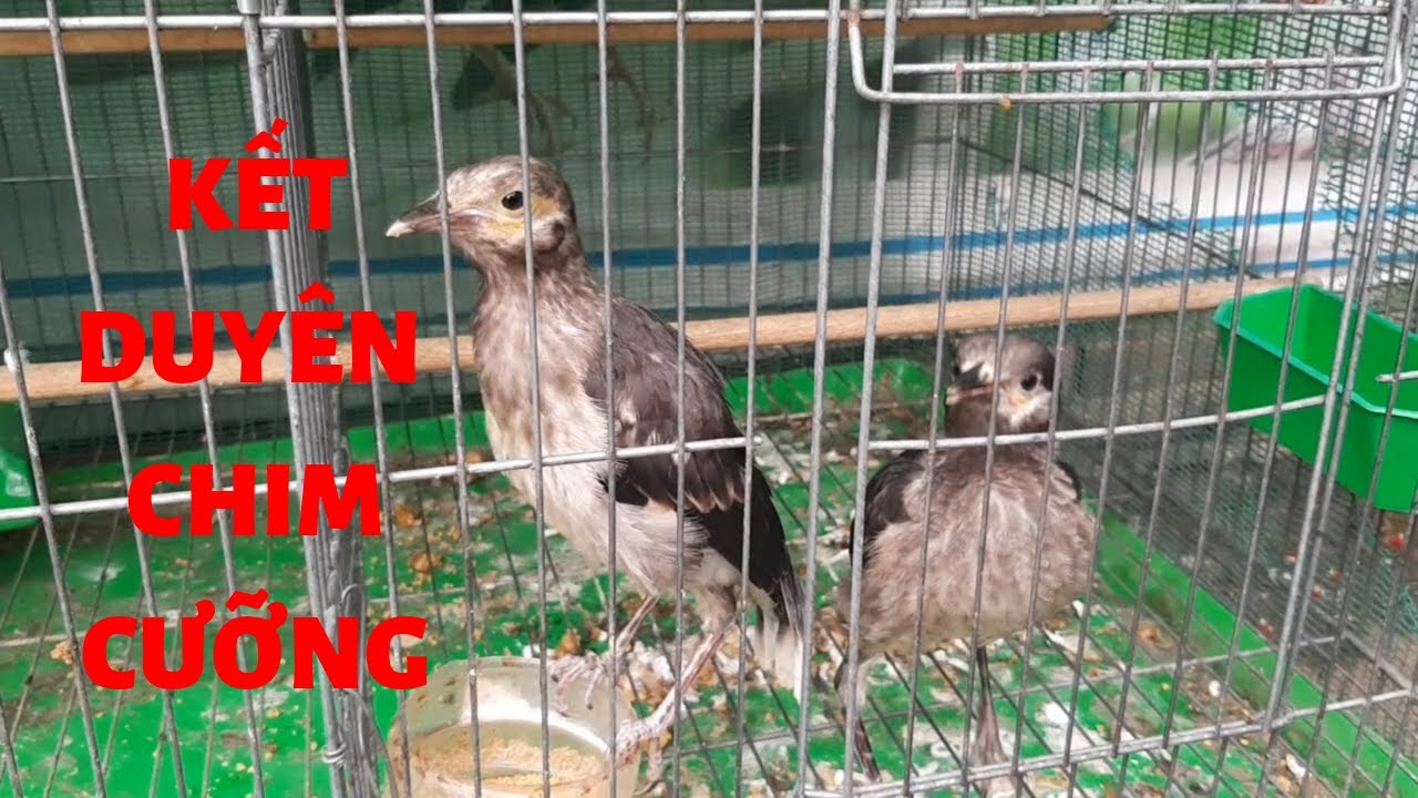 Kết Duyên Với Em Chim Cưỡng || Forced birds are both beautiful and speak well  @khinguyen vlog