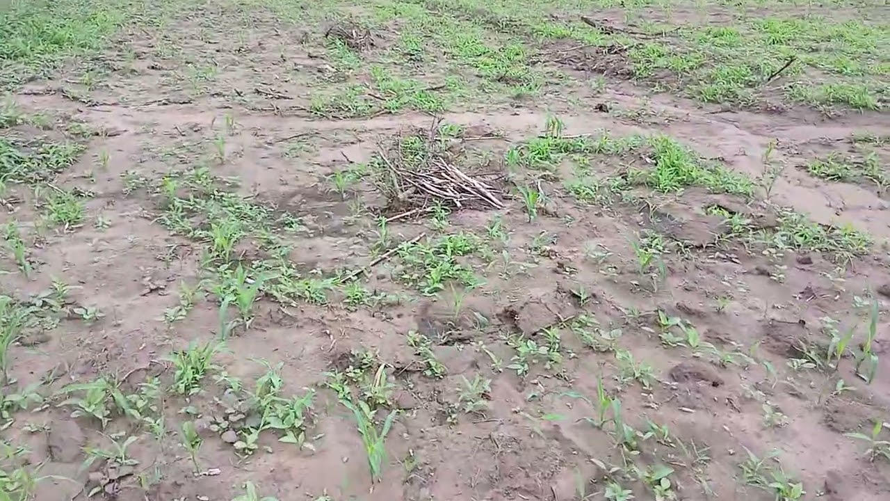 Shamba visit kwa maandalizi ya palizi ya kwanza