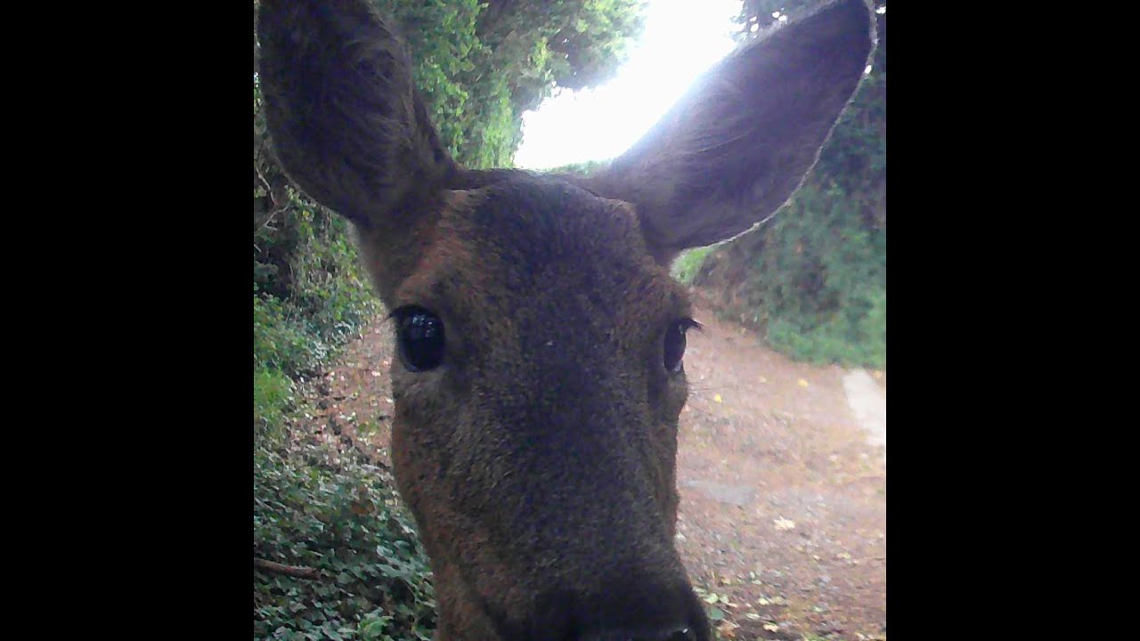 Roe deer fawn - our latest babies. Filmed at Narracott Down nature reserve - North Devon
