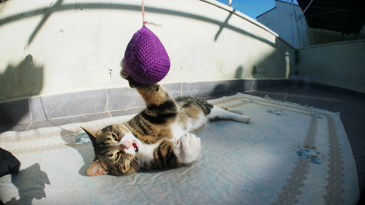 Kedi Damda Ne Yapar
