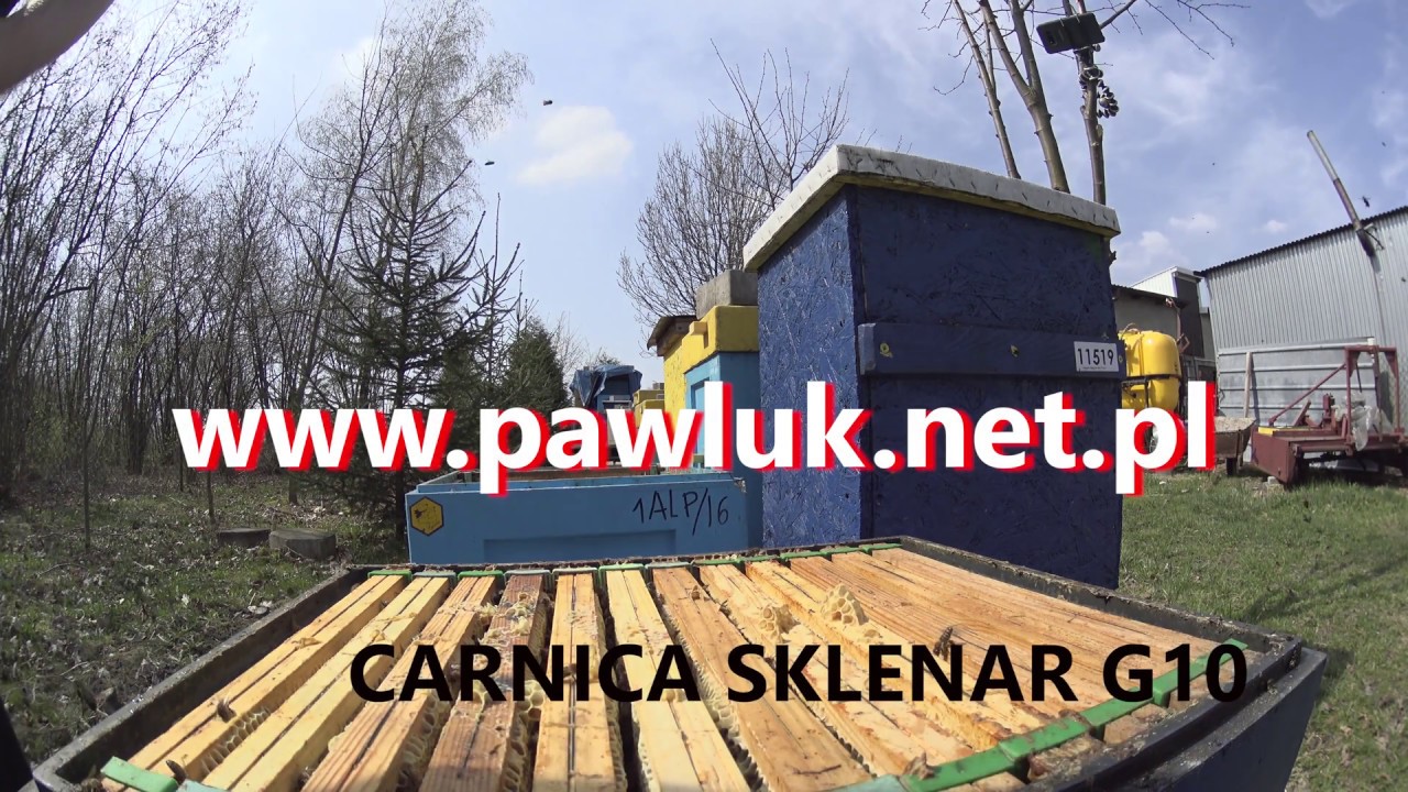 Carnica Sklenar 2018r dokładanie korpusu