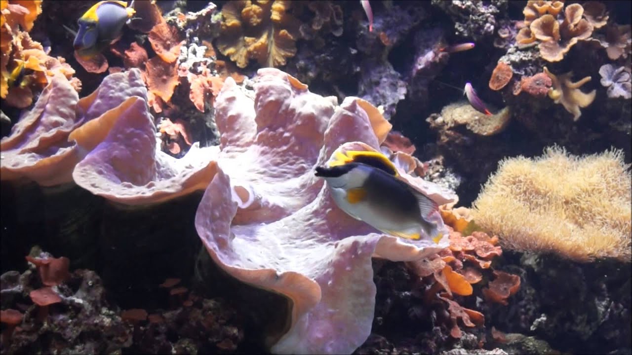 Inspired to Save the Coral Reefs