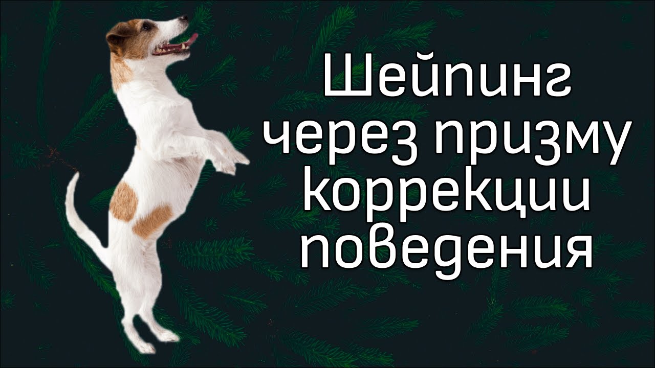 Шейпинг и фри-шейпинг. Просто трюки или что-то большее?