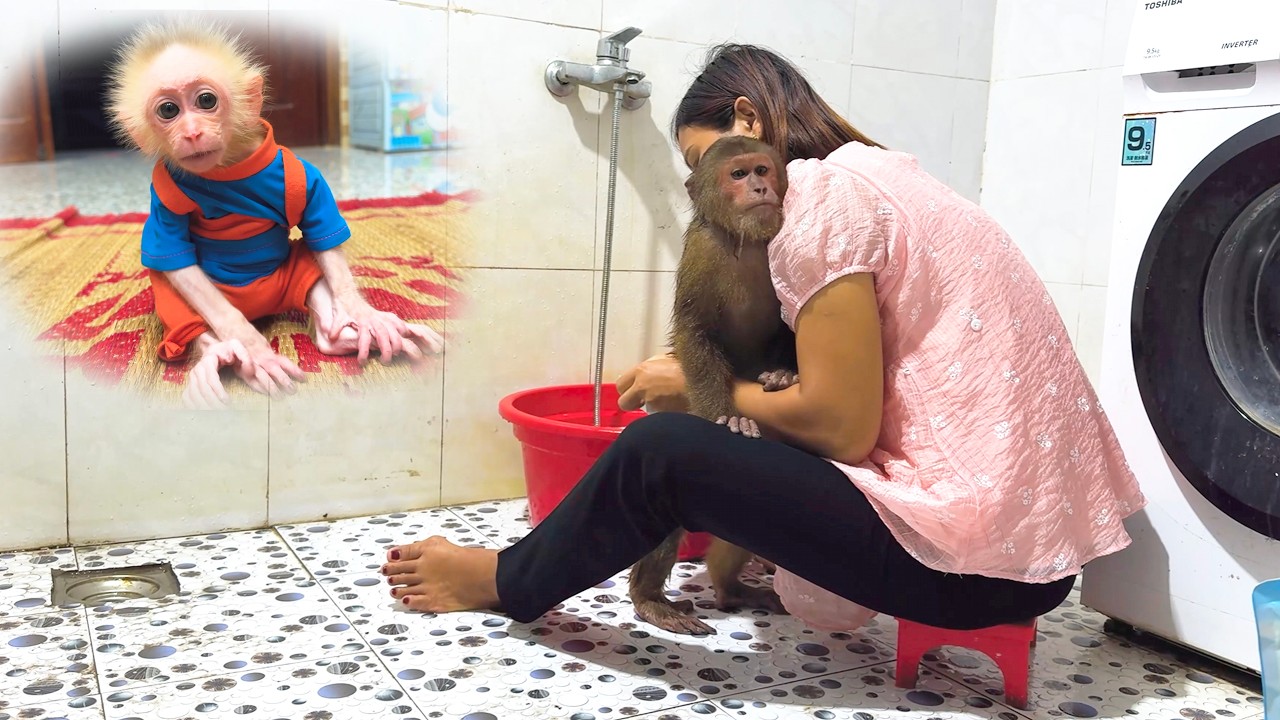Too Funny !Baby Monkey Reacts When Mom Gives CUTIS More Attention