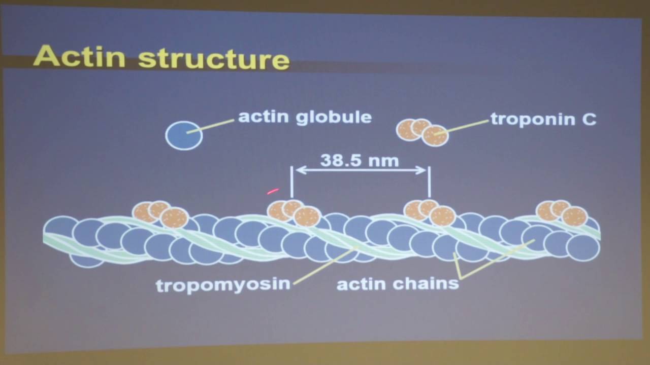 A New Paradigm of Muscle Contraction