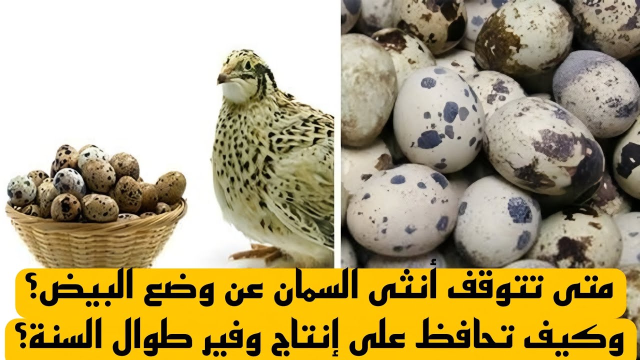 متى تتوقف أنثى السمان عن وضع البيض؟ وكيف تحافظ على إنتاج وفير طوال السنة؟