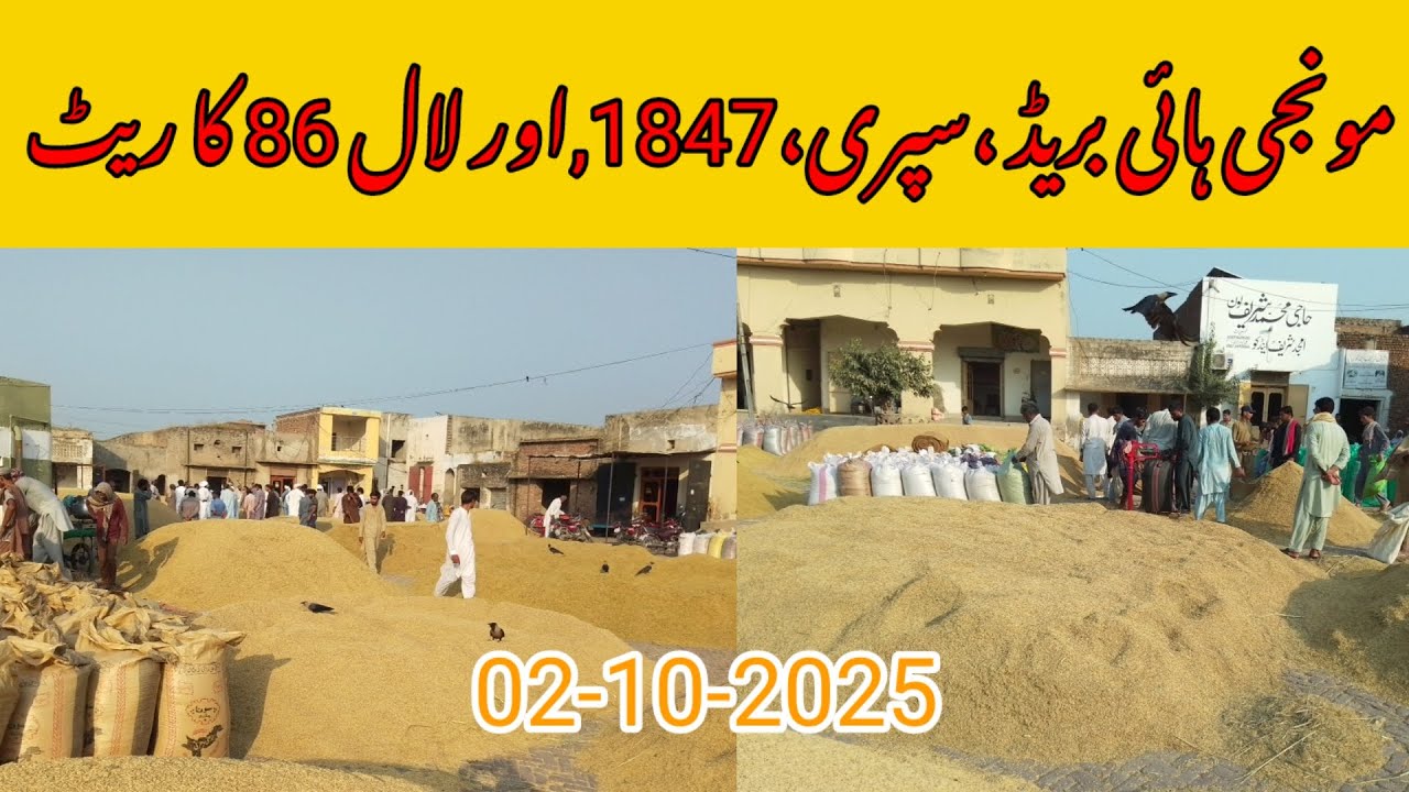 آج مونجی ہائی بریڈ ،سپری،1847,اور لال 86 کا ریٹ غلہ منڈی علی پور چٹھہ 2025-10-02