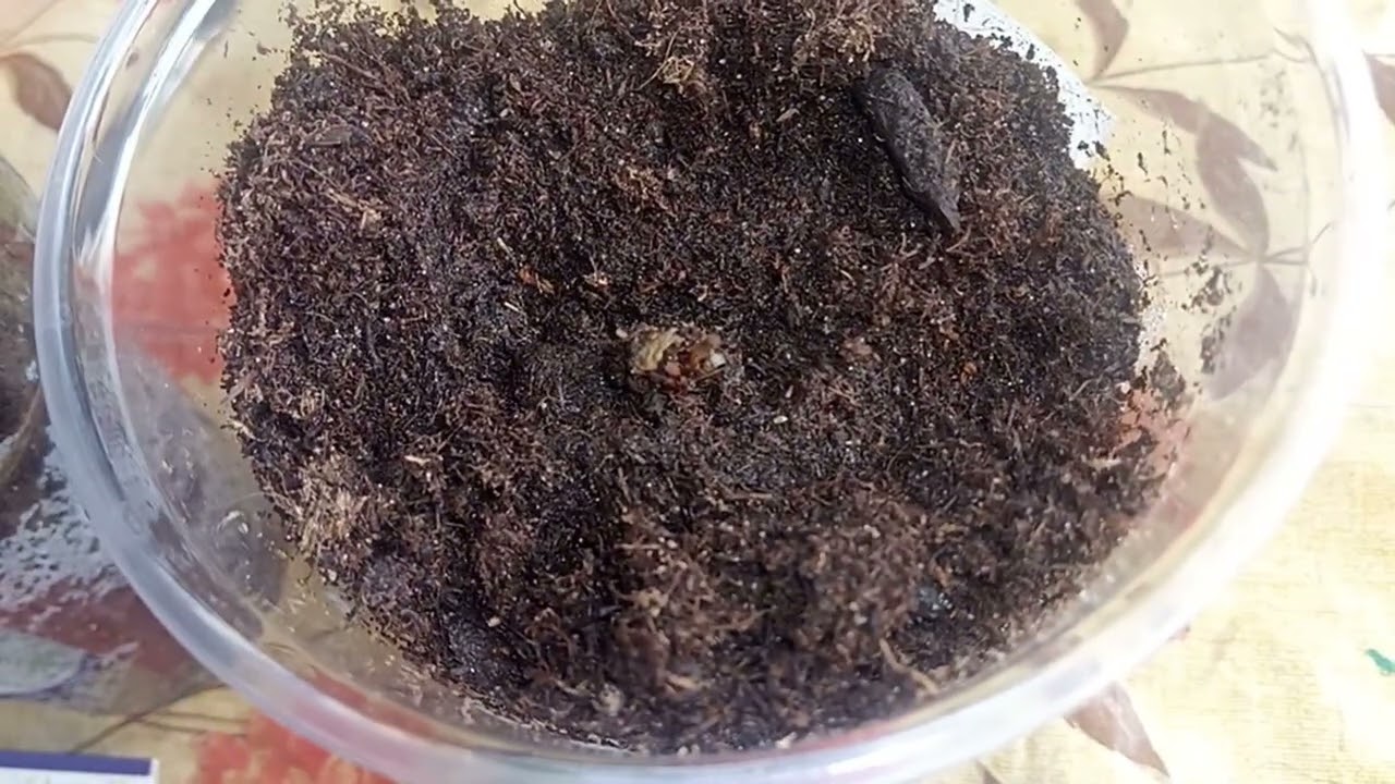 Посылка с черенками клематисов из Агротеха. Цветные картинки за 2000...
