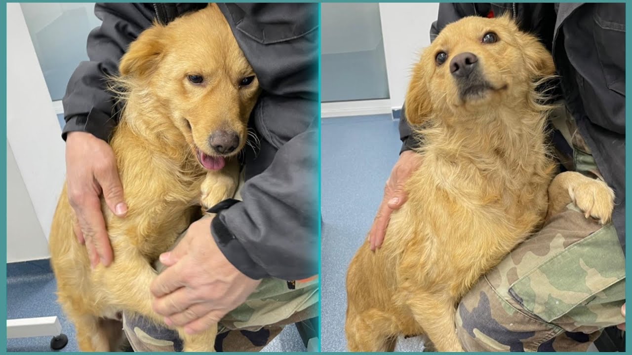 Sweetest Stray Dog Realizes She's Been Rescued | Howl Of A Dog