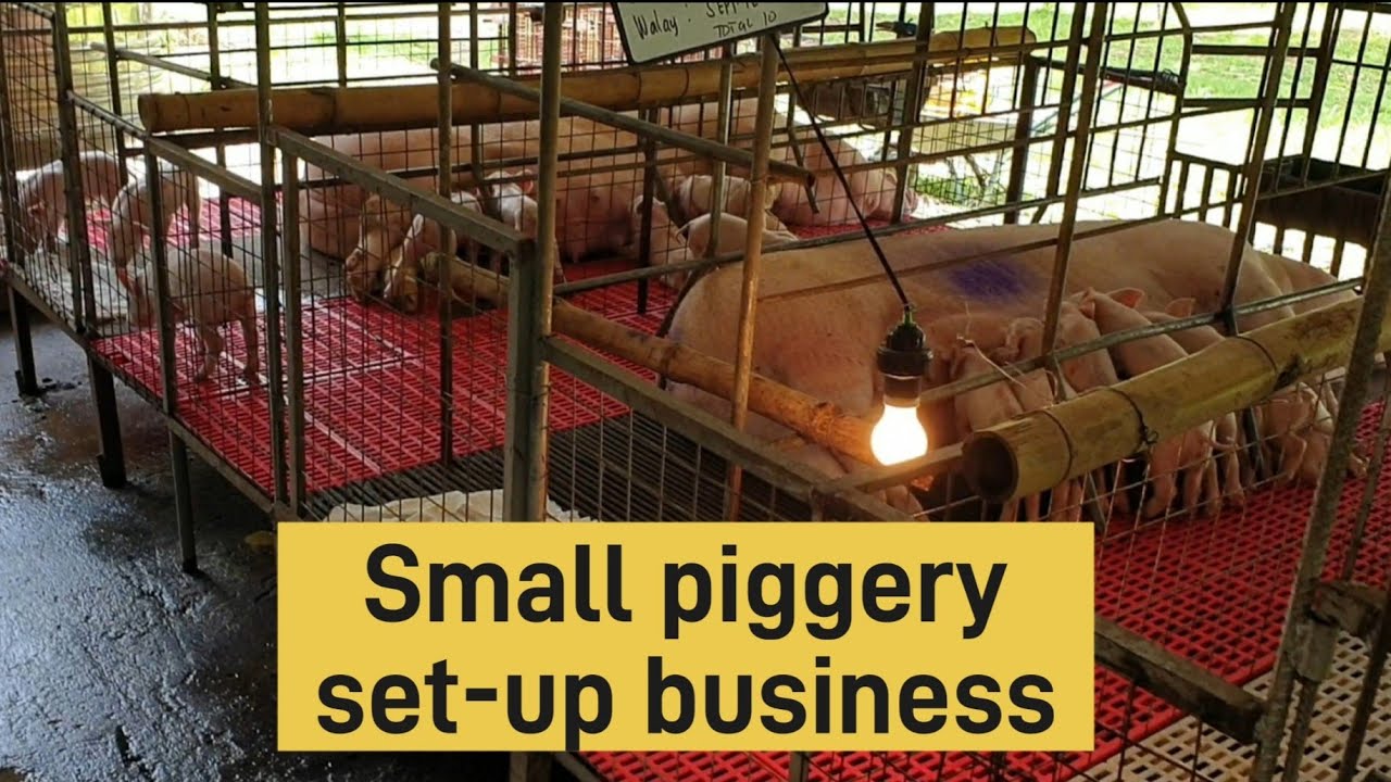 Small to medium size pig farm business set-up| Piggery business|Baboyan