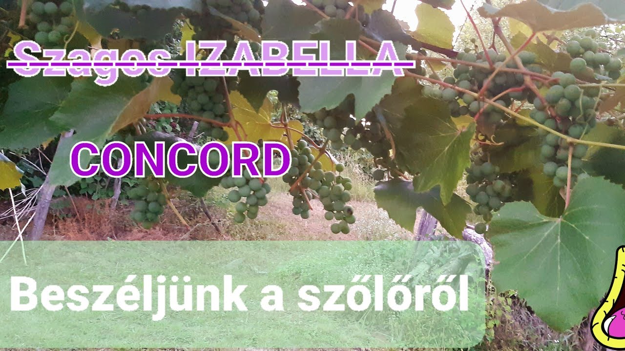 Concord szőlő népszerűsítése #bio, #organicgardening, #vitislabrusca