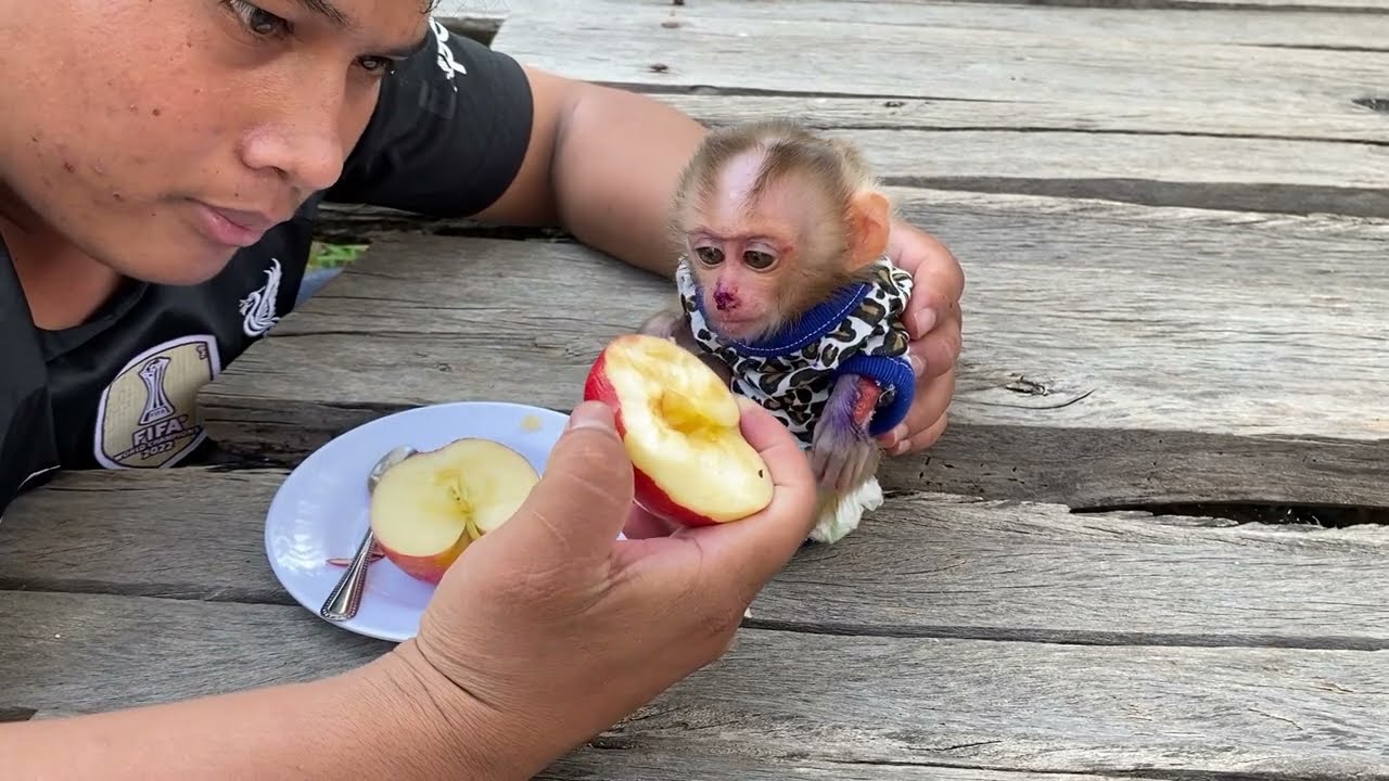 Baby Mnkey Eat Apple With Dad