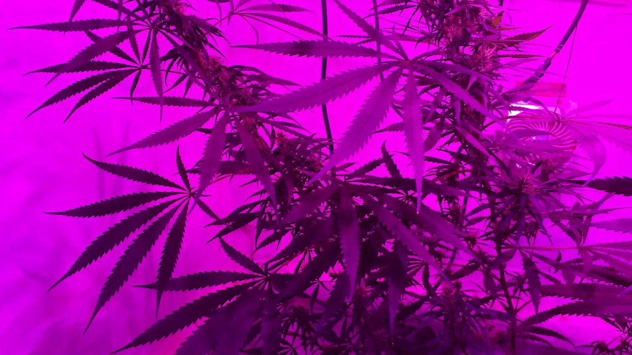 Clones sweet critical e mob dick