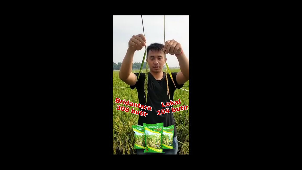 Perbandingan Padi Hibrida Bridantara 8 dengan Padi Lokal Biasa