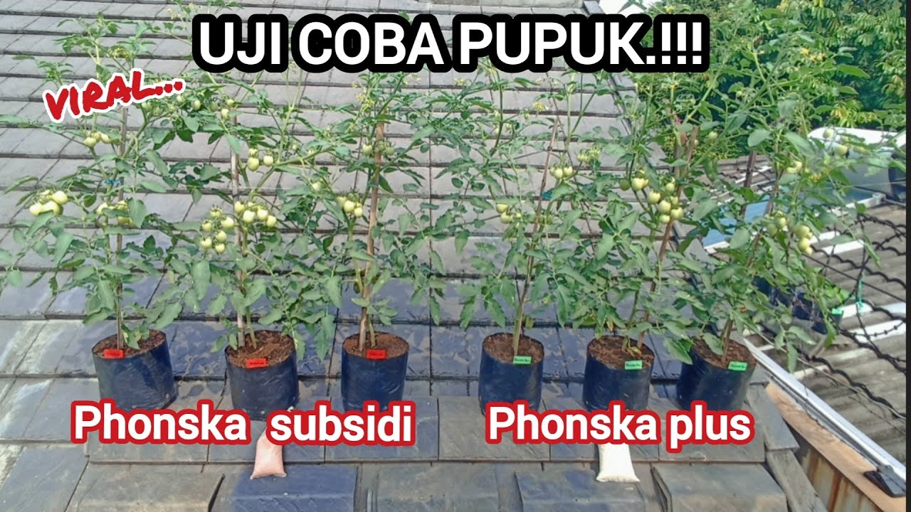 uji coba pupuk phonska subsidi & phonska plus.#pupuk #phonska #tomat