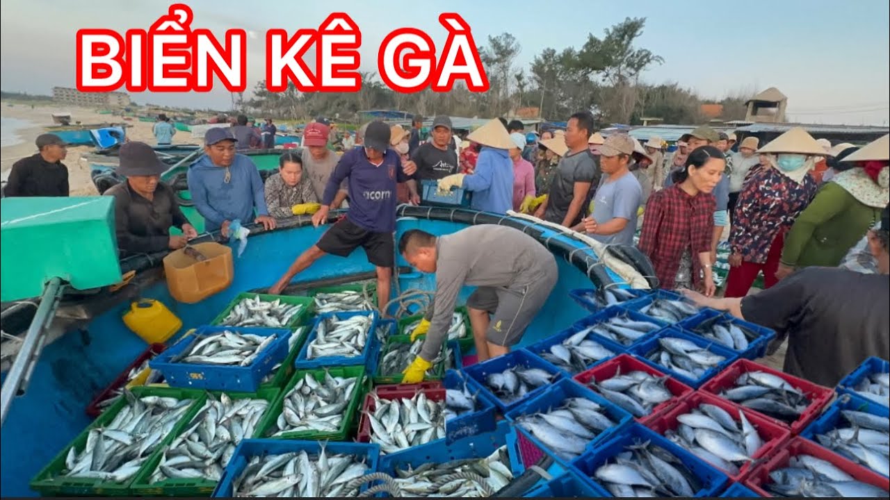 BIỂN MŨI ĐIỆN KÊ GÀ PHAN THIẾT NGHỀ CÂU MỰC ĐÊM VÀ LƯỚI RÚT ĐÊM | HẢI SẢN TƯƠI NGON