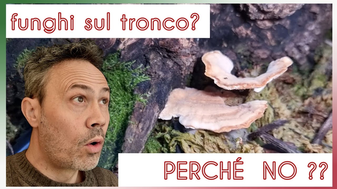 Funghi sul tronco del nostro bonsai? Anche no!
