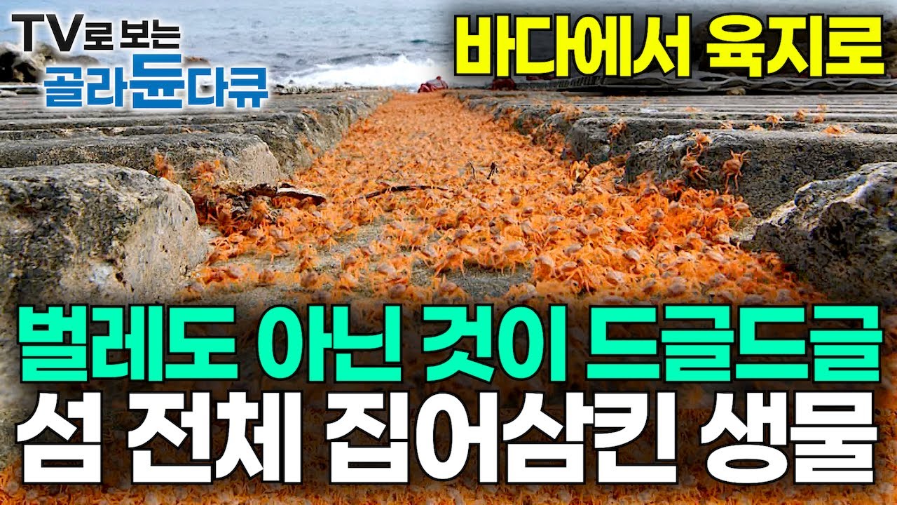 전 세계 유일하게 오직 이 섬에서만 일어나는 어마어마한 현상｜벌레도 아닌 것이 드글드글 섬 전체 집어삼킨 생물의 정체｜바다에서 육지로｜크리스마스 섬의 비밀｜다큐프라임｜#골라듄다큐