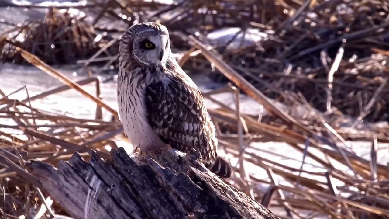 Who's That Bird? It's a Short-Eared Owl!