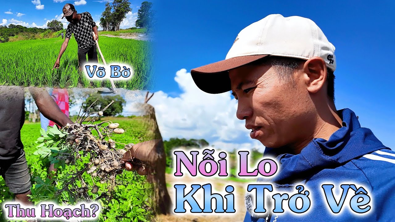 Nỗi Lo Của Tony Quý Khi Sắp Trở Về Việt Nam, Chuyện Gì Vậy?