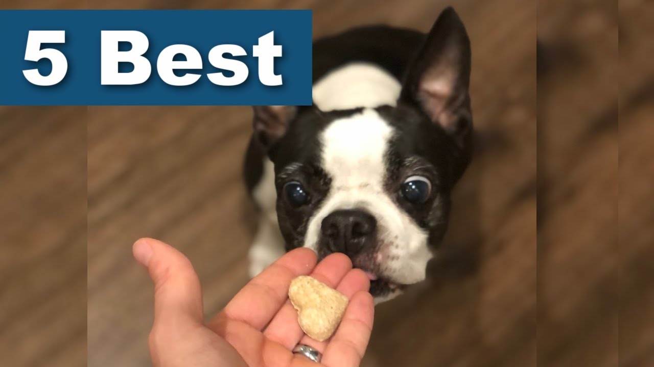 5 Best Dog Treats For Boston Terriers! (1,000 Surveyed)