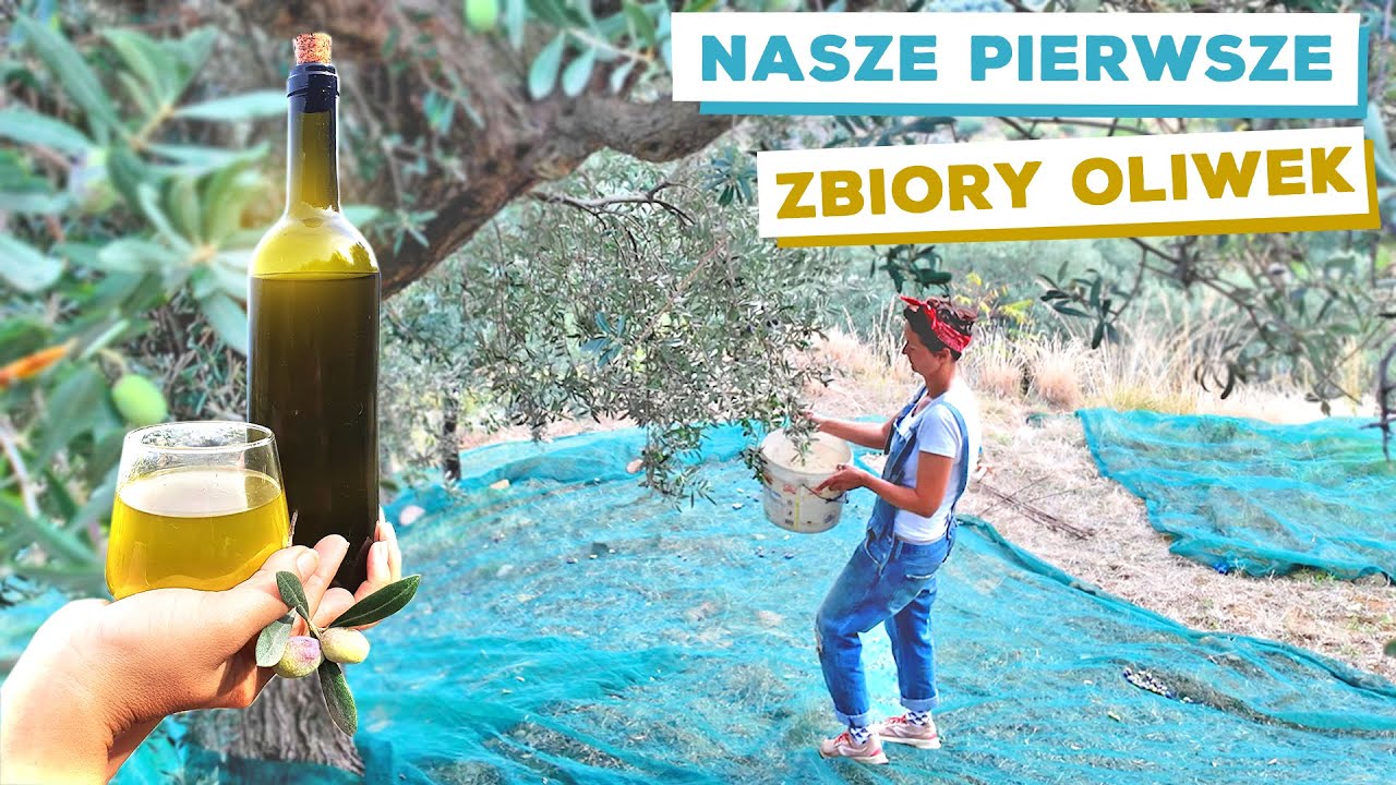 Robimy OLIWĘ ekstra VIRGIN na naszej SYCYLIJSKIEJ działce 🌿