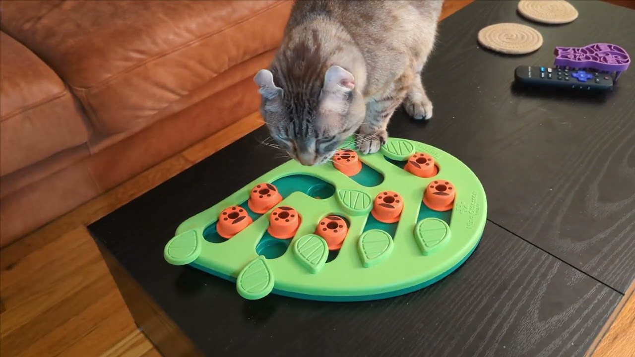 Gadget cleans out his treat puzzle (Highlander cat)