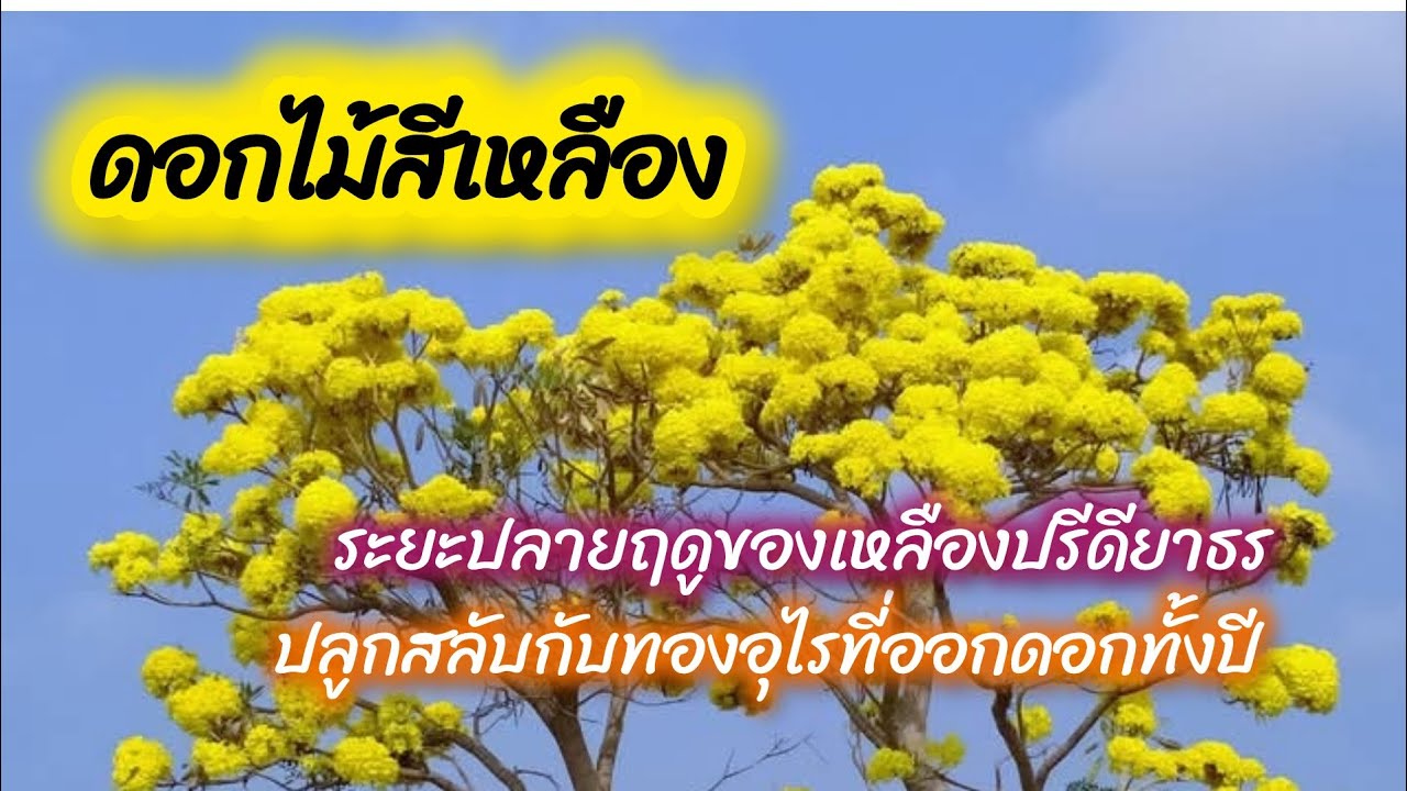 ดอกไม้สีเหลืองริมคลองยาวๆ เหลืองปรีดียาธรและทองอุไร
