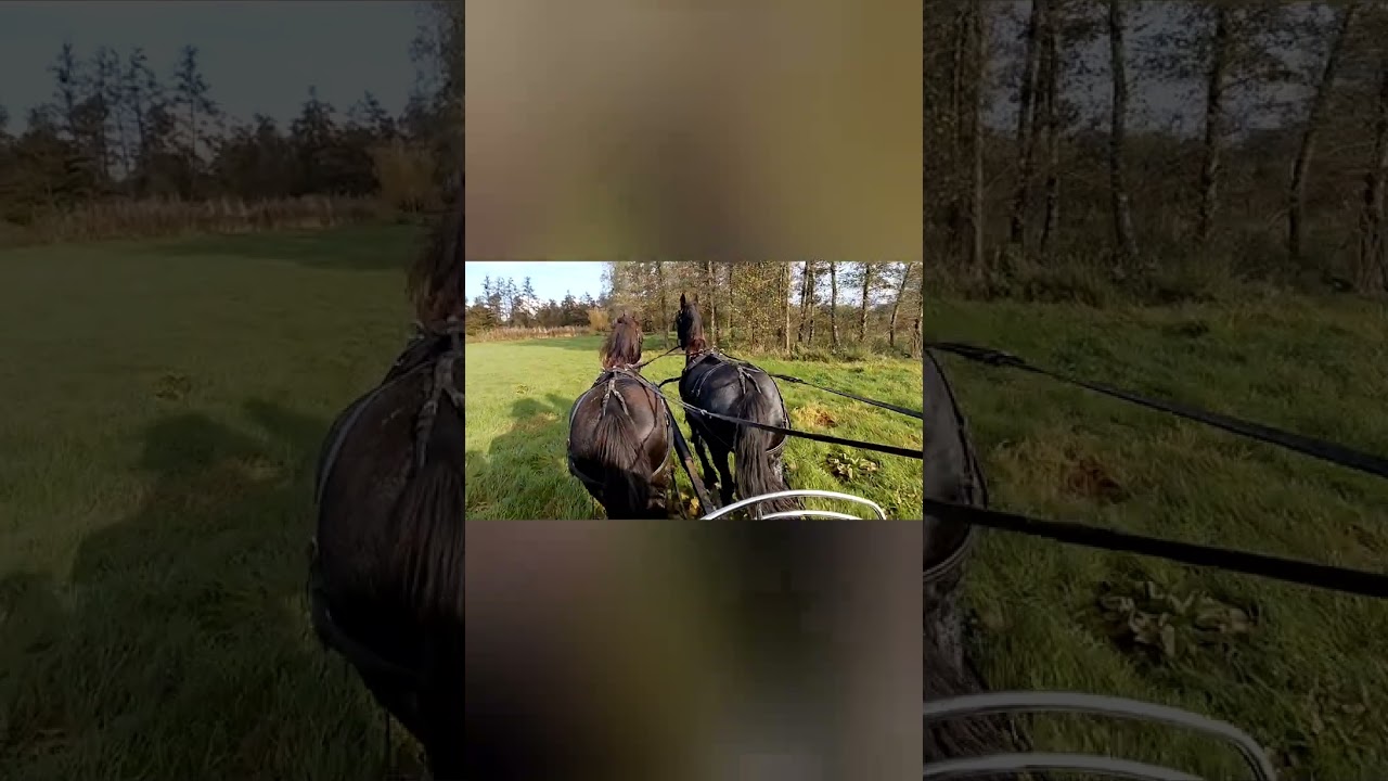 Rijden met de friese 🐴🐴