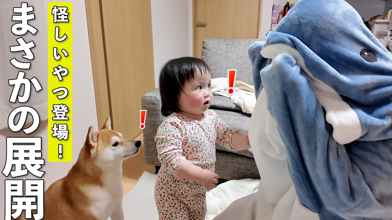 違和感しかないパパを見た1歳児と柴犬の反応が可愛過ぎましたwww
