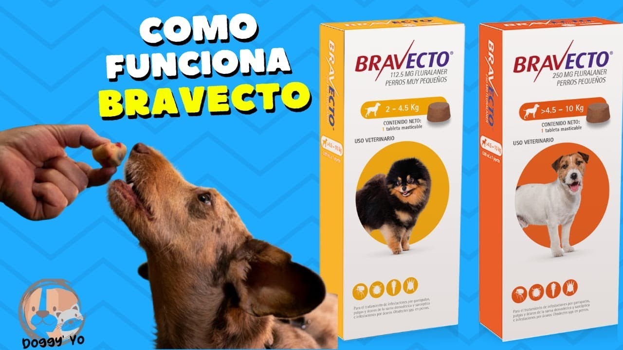 Bravecto para perros 🐶 comparo todas las versiones (incluido el nuevo Quantum) Opinión veterinaria
