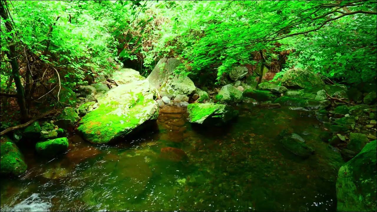 🌳Forest Water Ambience: Pure Mountain Stream & Cicada Sounds for Sleep | 4K