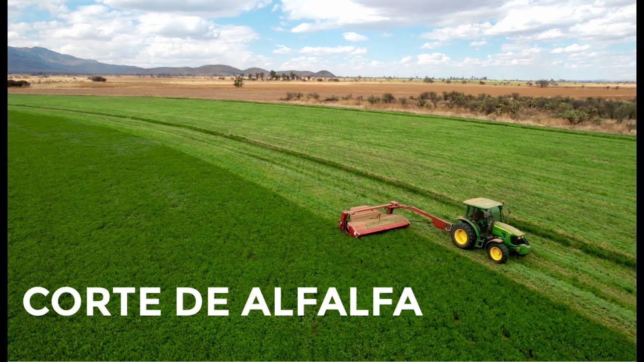 CORTE DE ALFALFA ALTA VELOCIDAD