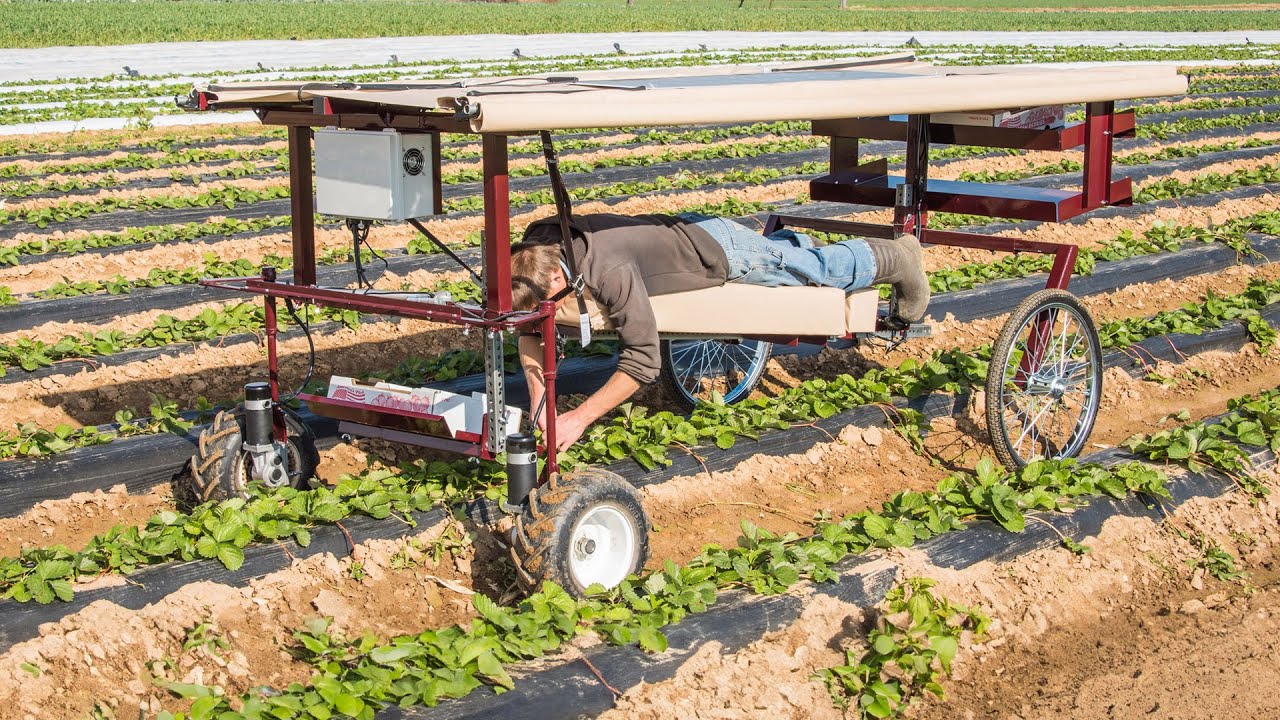 How To Make Strawberry & Asparagus Picking More Efficient With Electric - Rohand ll Overview