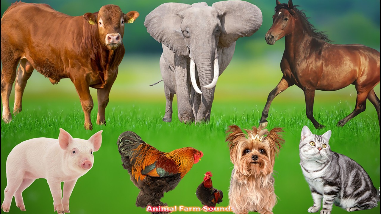 Farm Animal Life: Buffalo, Sheep, Dog, Hippopotamus, Duck, Pig, Cow, Horse, Cat – Animal Sounds