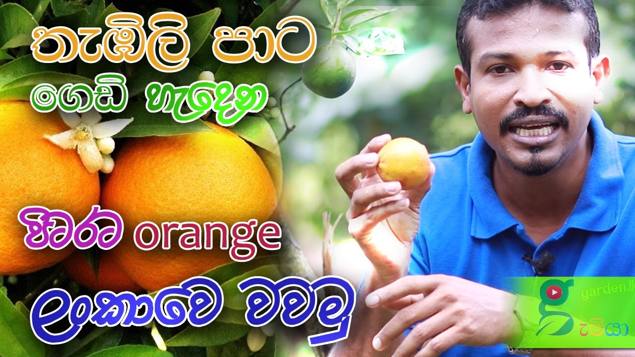 124 තැඹ්ලි පාට රට නාරං ලංකාවෙ වවන ක්‍රමය How to Grow Orange Trees from Seed